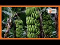 Kenyas gold  organic banana farming