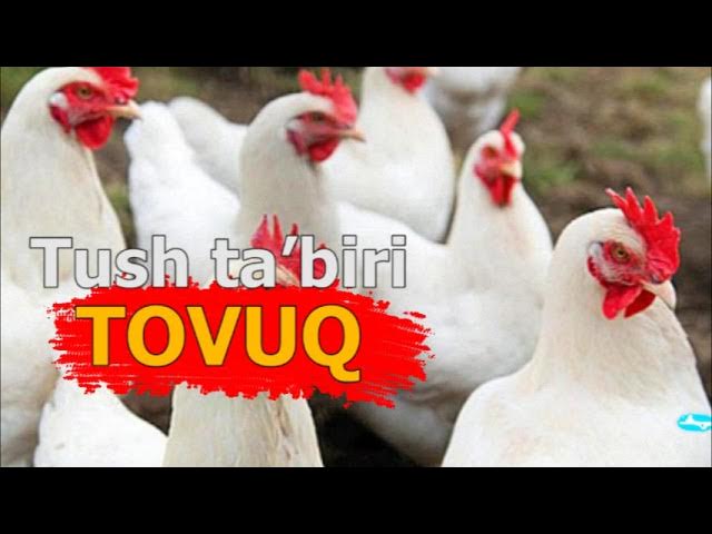 U transvestit va gomoseksual Erotik juda yaxshi