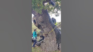 How to ID an ancient tree! 🌳🔎
