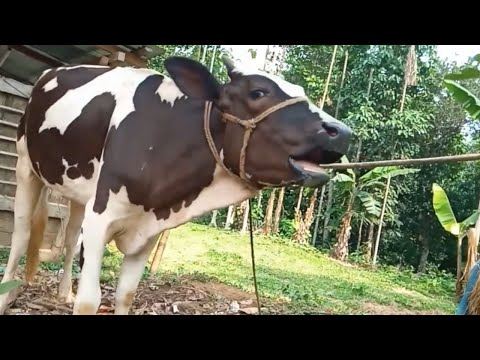 Village Real Cows Mooing Loudly Sounds Videos 7+ Cow Sound Loudly At Our Village Animal eBook