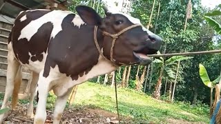 Village Real Cows Mooing Loudly Sounds & Videos, 7 Cow Sound Loudly At Our Village Animal Ebook