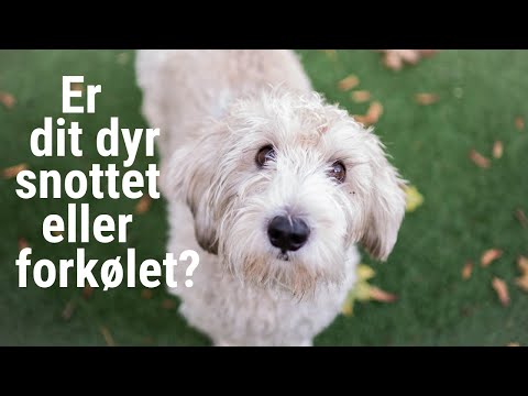 Video: Er Dit Kæledyr Sultent, Eller ønsker Hun Bare Mere Mad?