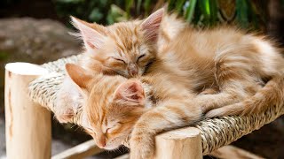 The cutest sleeping kittens! (Slideshow) Check out the cat mug in link in description!