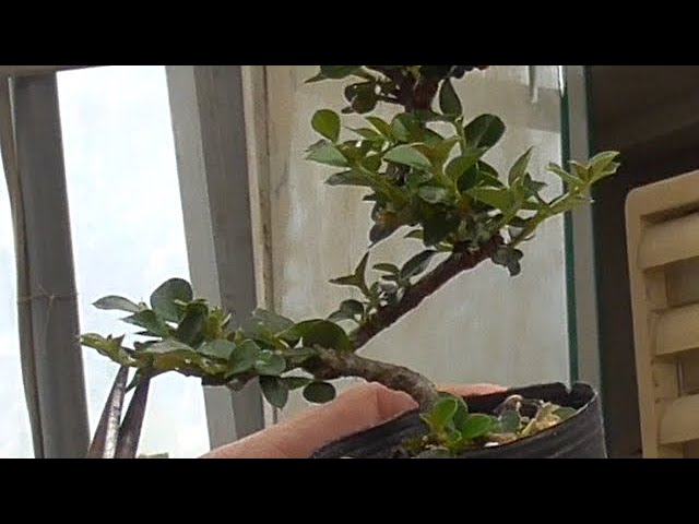 ベニシタン盆栽 E べにしたん 紅紫檀 実もの盆栽の作り方 Bonsai Tree Youtube ベニシタン盆栽 E べにしたん 紅紫檀 実もの盆栽の作り方 Bonsai Tree Youtube