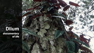 Begonia Vine Cissus Discolor - Part 4