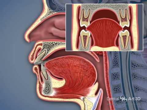 DentalArt3D. Дыхательные пути и ВНЧС. Русская версия