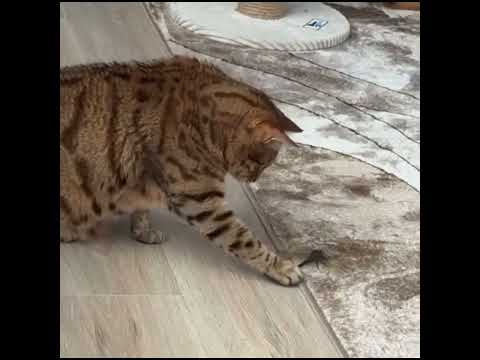 Bengal cat curiously plays with dragonfly at Rockaway Beach, New York, USA