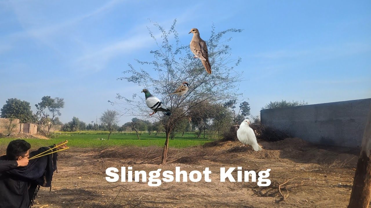DO YOU HUNT With slingshot❓