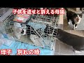 【子猫 保護】捕獲された子猫を心配した母猫が何度も駆け寄る