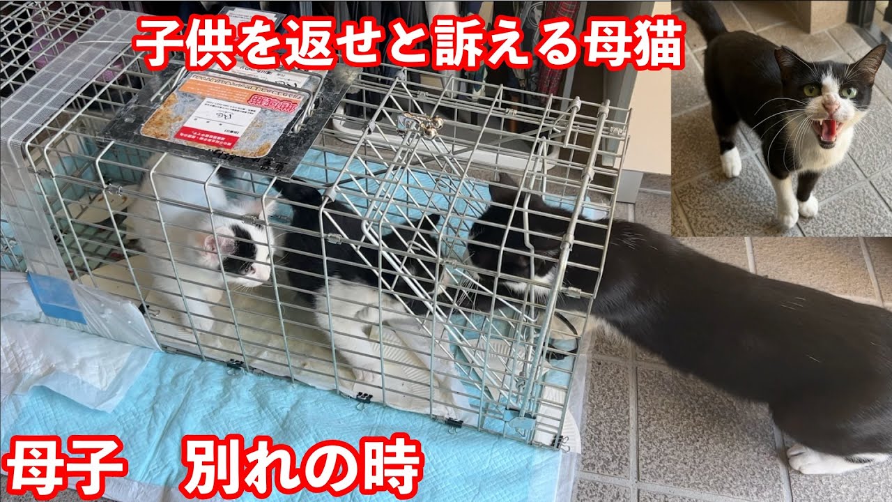 【子猫 保護】捕獲された子猫を心配した母猫が何度も駆け寄る