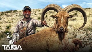 35+ inch West Texas Aoudad Double!