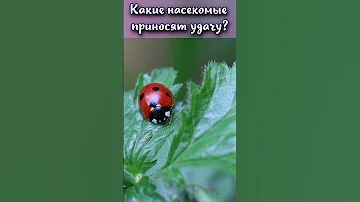 Какие насекомые приносят удачу? #shorts