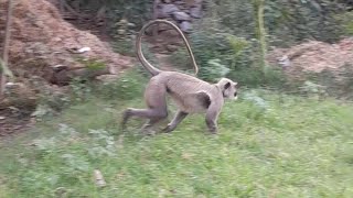 Monkey Funny Video 2023 | Funny Monkey Video | Monkey Videos | Animals Funny Videos 2023