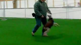 Beginner Flyball