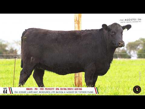 Lote 61 TAT TE24277 - Dia 14/08 Leilão Cab. Soldera - Cadastos Parceria Leilões- Trans. TV El Campo