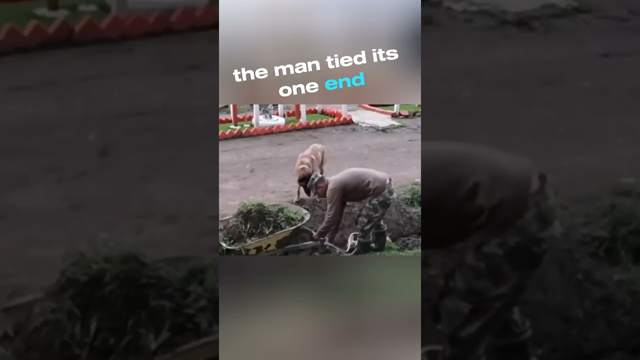 This video shows how smart dogs can be❤️ 