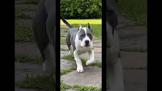 My XL Bully before and after 🔥