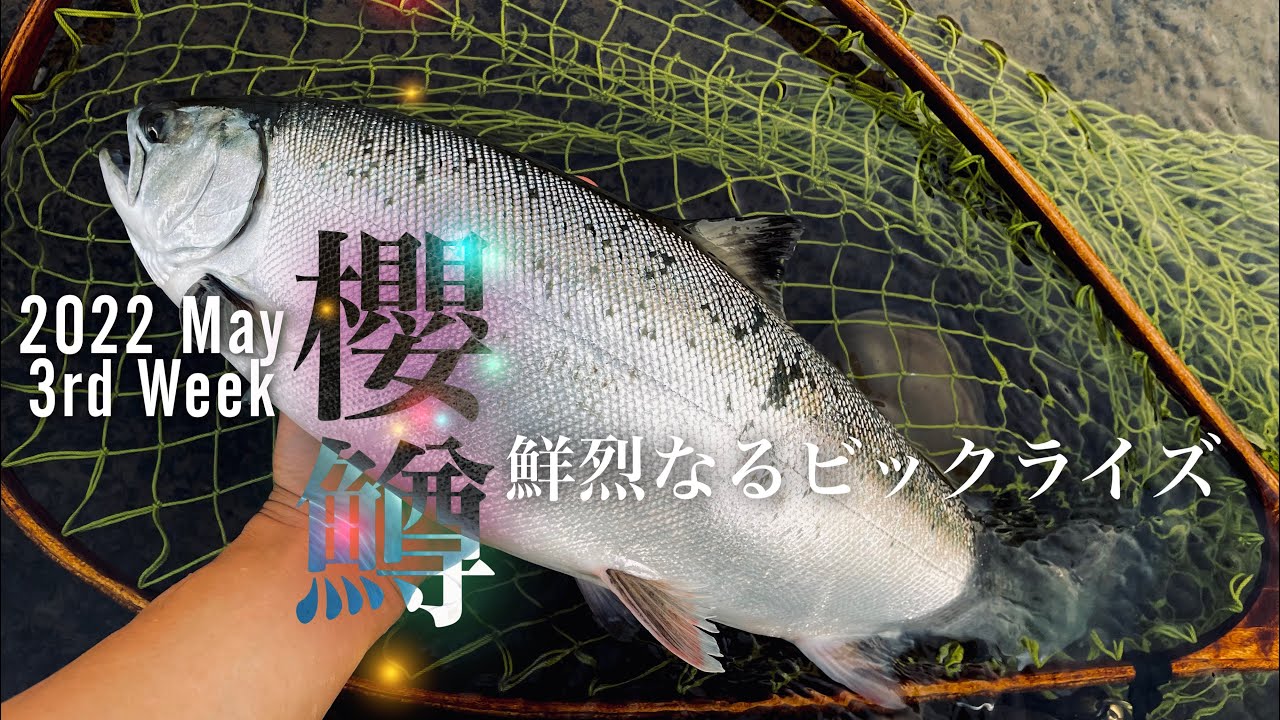 花木魚【35個まとめ】 6月11日 中国産 上物サクラショートテール琉金 1 メス 13センチ