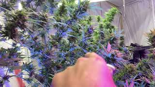 My Brothers Outdoor Grow!!!