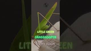 GRASSHOOPER#1 #duniasatwa #insect #belalang