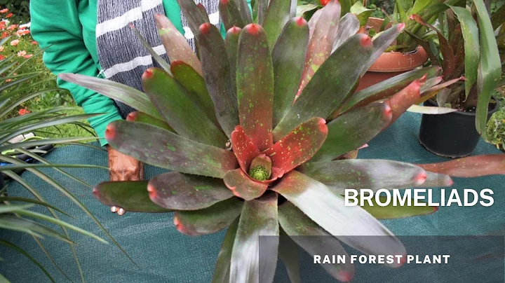 Bromeliads - (Bromeliaceae) Understanding Bromeliads. Easy Tips and Caring for your Bromeliad Plant. - DayDayNews