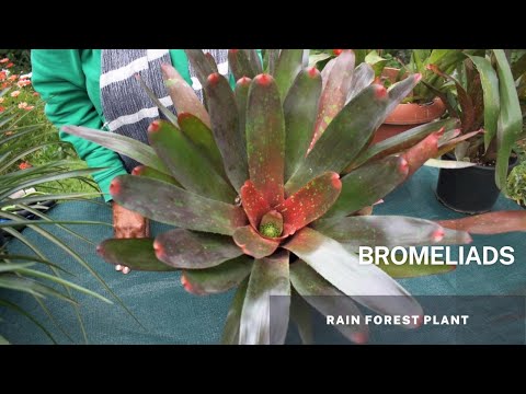 Видео: Гөлөг бромелиад ургамлаас эхэлдэг: Бромелиад гөлөг тарих зөвлөмжүүд