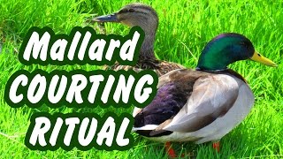 Beautiful Mallard duck courting and mating ritual