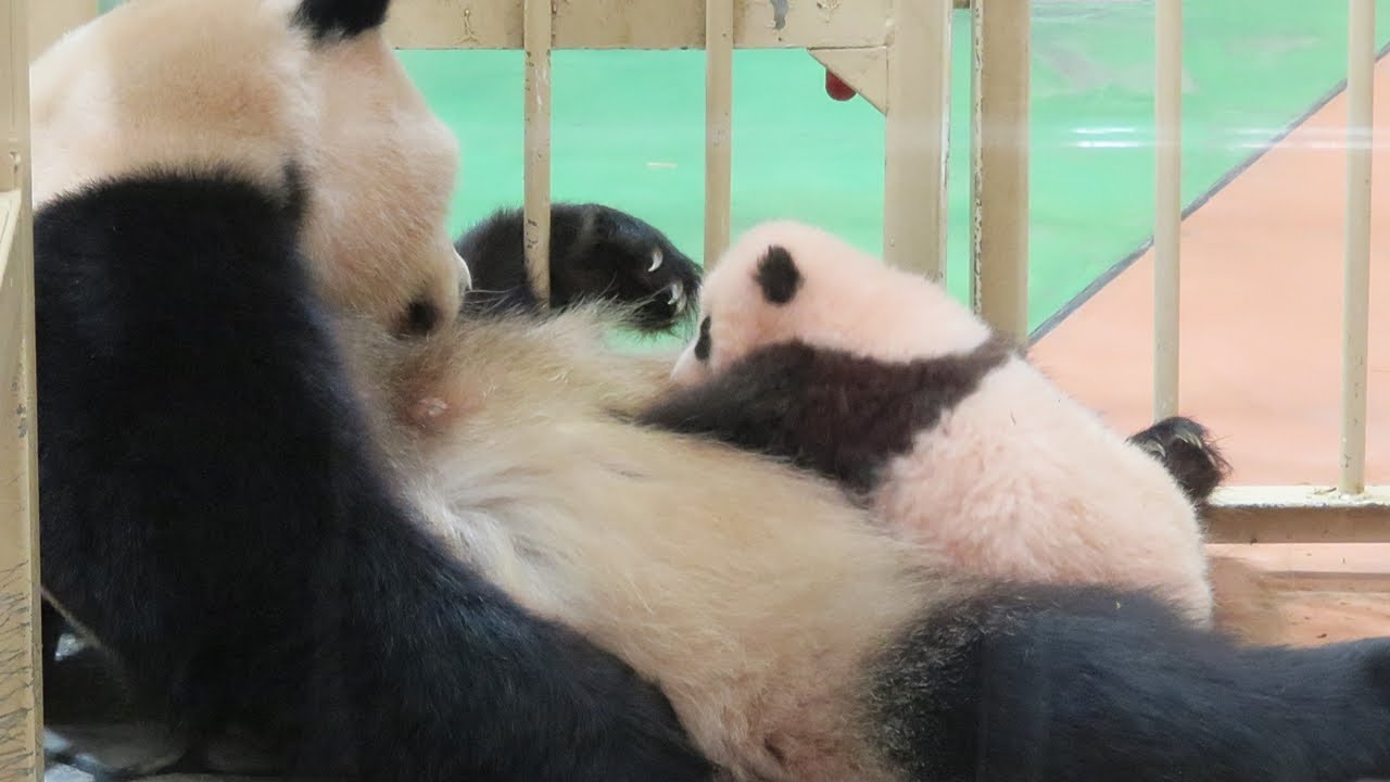 可愛すぎる 足の動き ふかふかベッドの上で授乳 大切に育てられる赤ちゃんパンダ 永久保存版 結浜 4kupconvert アドベンチャーワールド Youtube