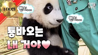 Toys are great, but nothing beats the delightful Lui and Hui 🐼🐼 and the beauty attack of Mrs. Lovely by 에버랜드 - EVERLAND 610,168 views 1 day ago 23 minutes
