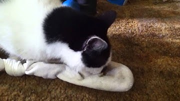 Cat loves his catnip sock