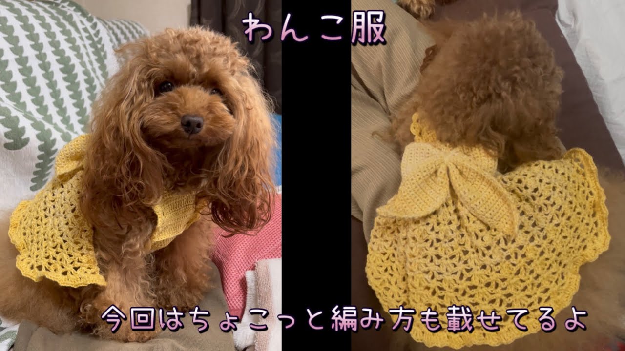 わんこ服/素人の編み方公開/大目に見てね