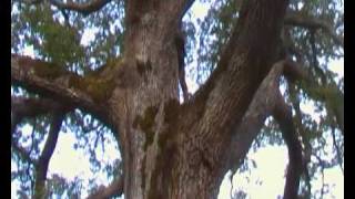 SDV_0895.MP4