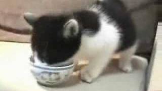 An insanely hungry kitten