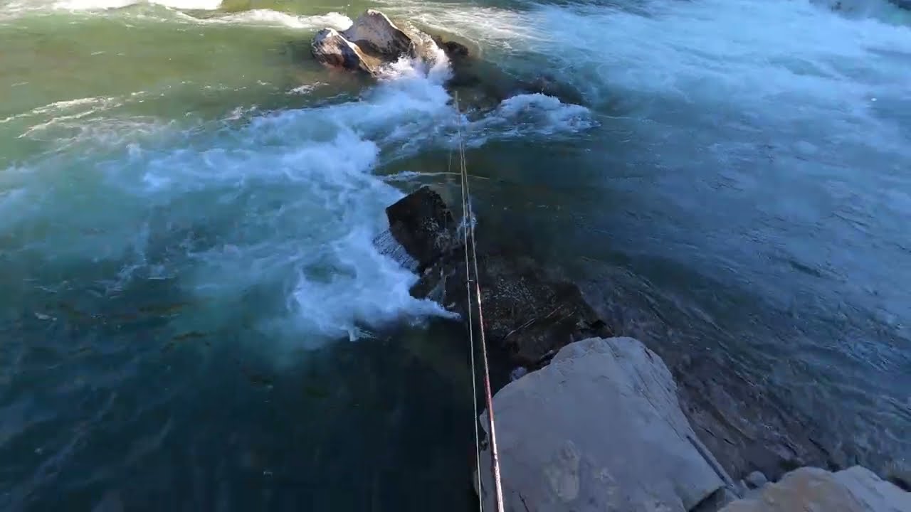 Big Rainbow trout landed on the hook Catch and Release fishing.