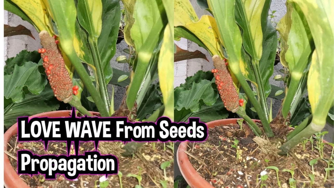 Love Wave Spring HOW TO PROPAGATE OR PLANT GOLDEN LOVE WAVE OR WAVE OF LOVE FROM SEEDS ...