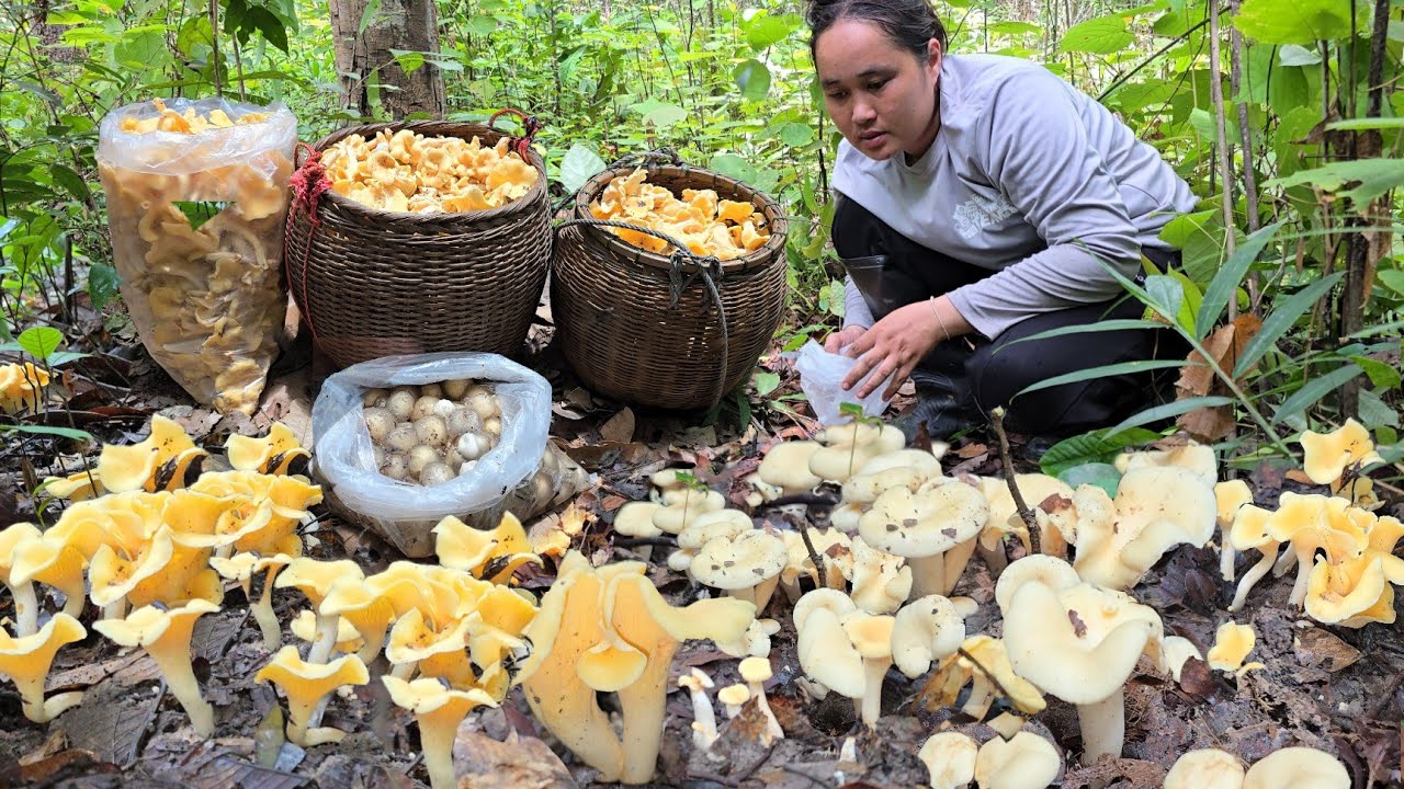 เก็บเห็ดมันปูใหญ่ภูเขาวันนี้!! เก็บเพลินจนลืมว่ามา 2 คน เอากลับแทบไม่ไหว สูดหมานวันนี้!! 03 ก.ย 2567