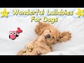Super Relaxing Sleep Music For Dogs And Puppies ♫ Relax Your Dog