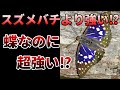 【ゆっくり】最強すぎるオオムラサキの生態とは