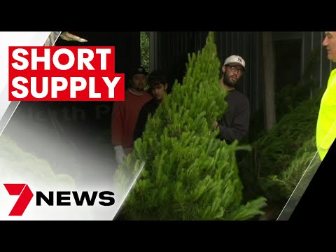 Victorian christmas tree suppliers warn they could be out of stock this weekend | 7news