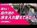 【自作池の水を初めて入れ替えてみた！】77日目に替えてみようと思い、1/3～1/4程度の水を入れ替えました。まあ、替えなくても良かったかも？