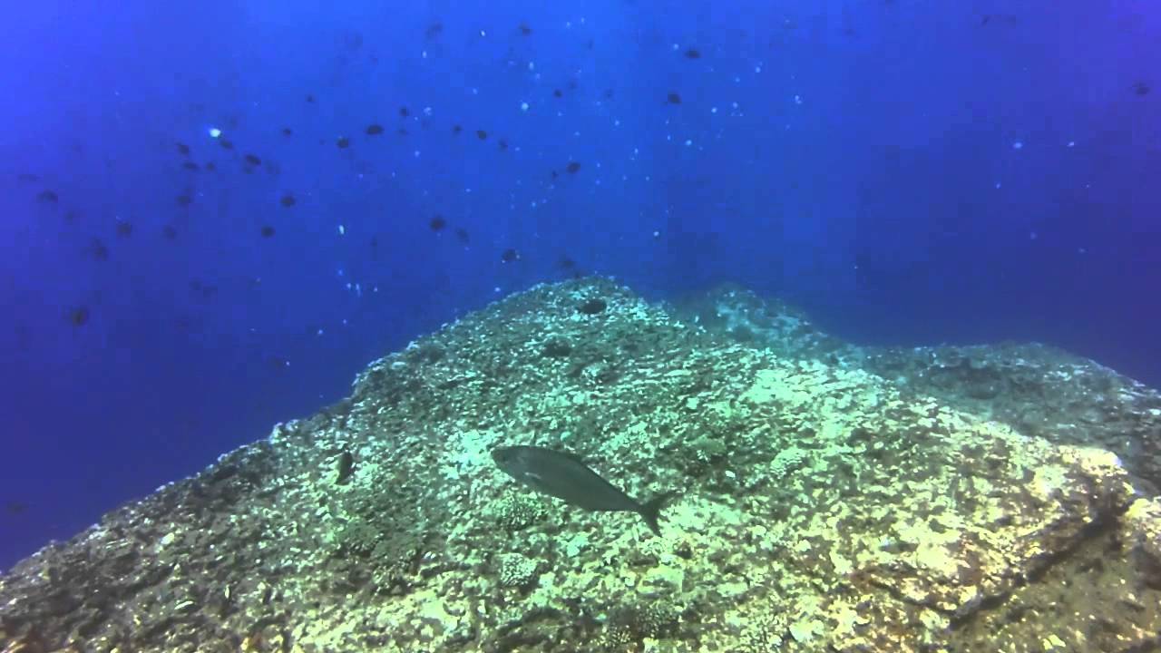 Ni'ihau Diving July 21 2015
