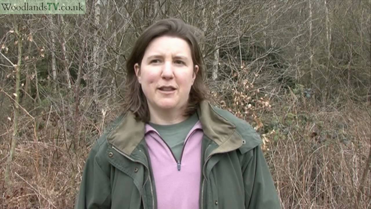 Woods and Forests for Sale? Why Buy A Woodland? Buying a Wood in the UK