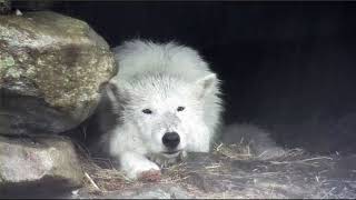 Arctic Wolf Atka - Adorable When Wet