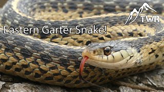 The Eastern Garter Snake: Everything You Need To Know!