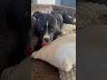 June's Fetch Routine Part 8