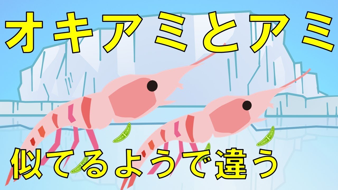 オキアミとアミ 釣りエサの超定番ですが意外と知らないかも Youtube