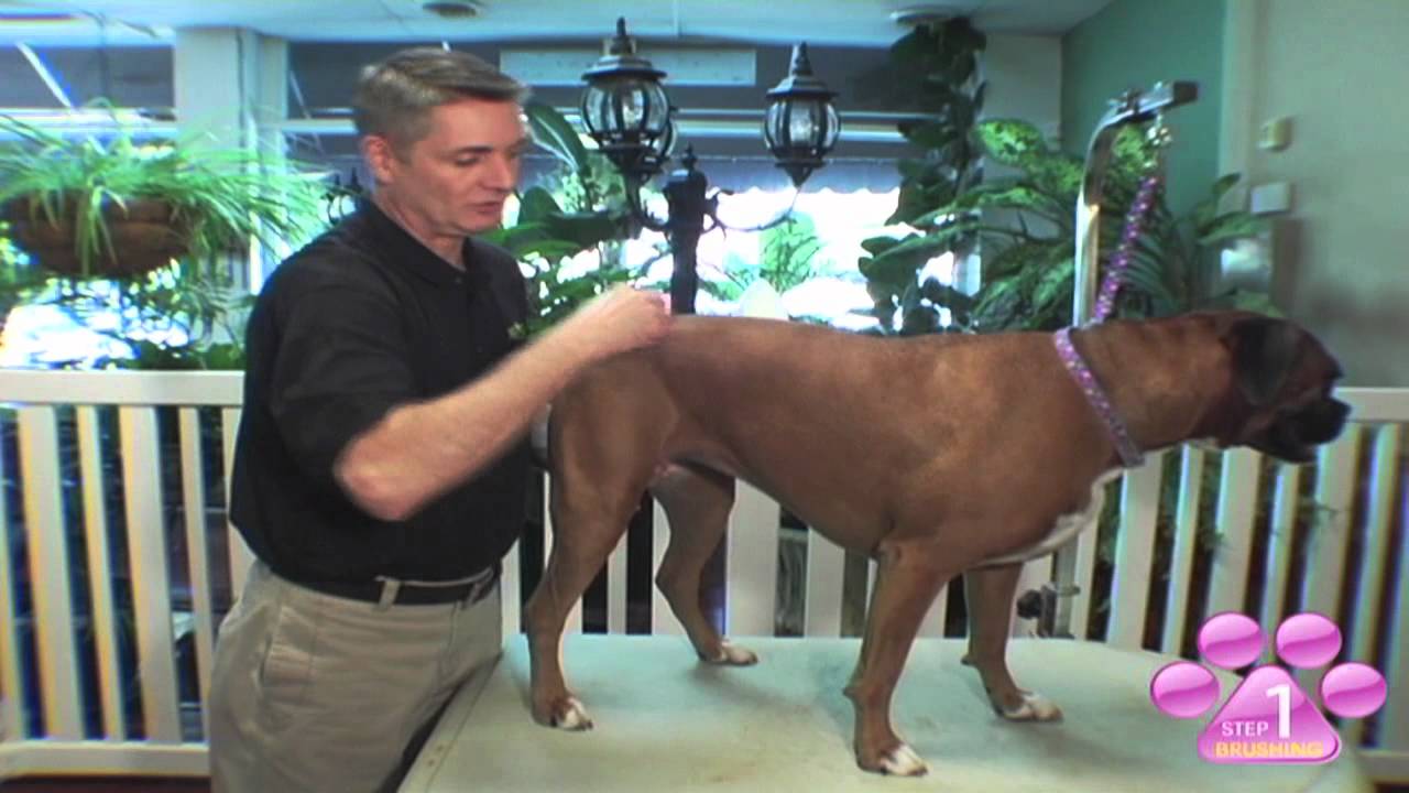 best brush for boxer