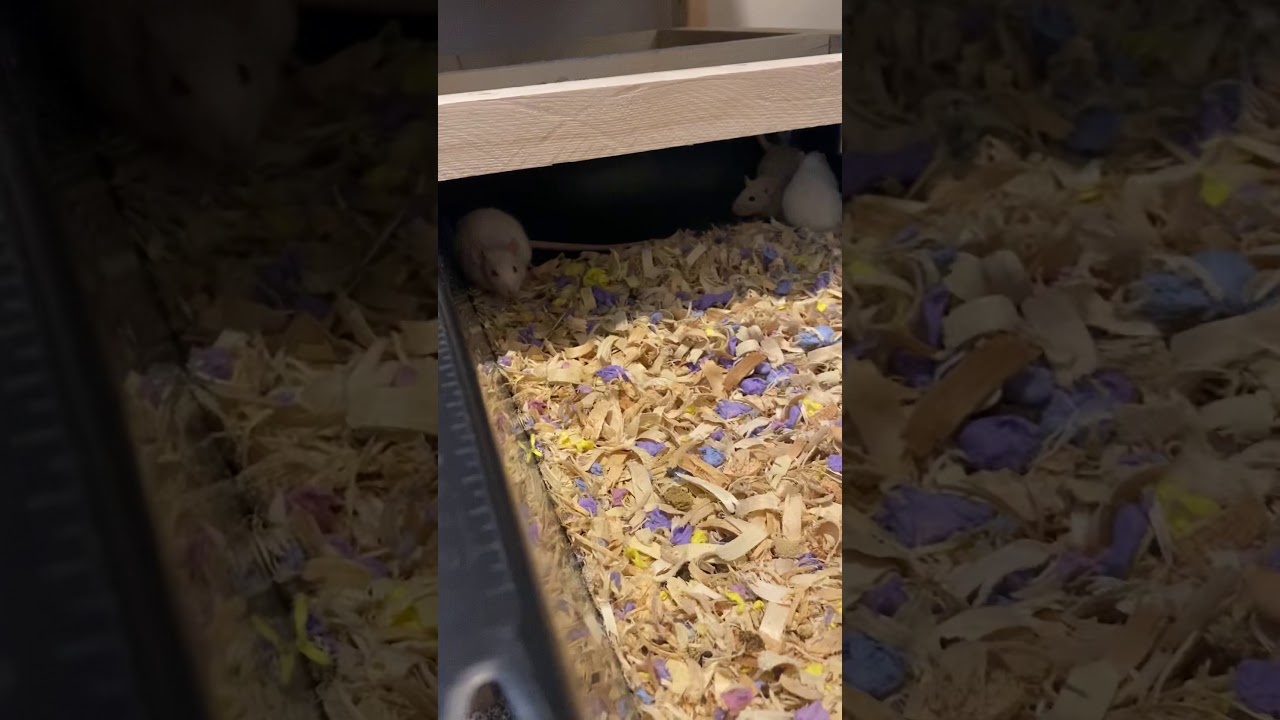 Feeder Rats in Their Habitats YouTube