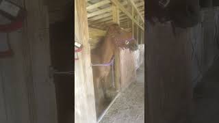 yearling s neck itchies