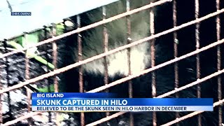 Elusive Big Island Skunk Finally Captured Thanks To Teriyaki Chicken